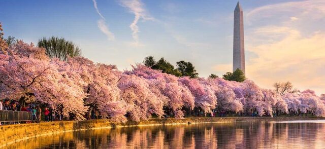 Washington: come seguire online il National Cherry Blossom Festival